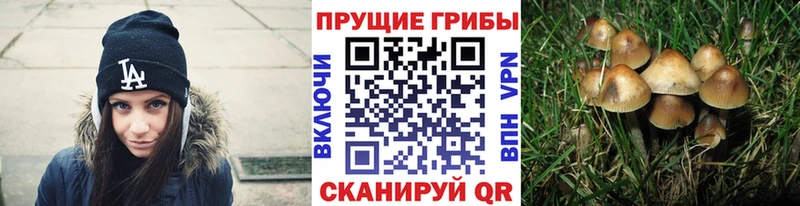 дарнет шоп  Андреаполь  мега tor  Псилоцибиновые грибы мухоморы 